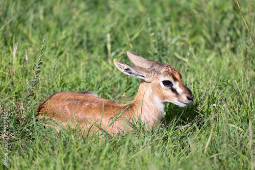 A newborn Thomson Gazelle lies in the grass