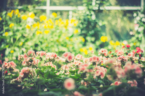 flowers bed in garden. background. © Yuan