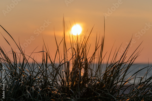Grass on Baltic sea dunes in sunset time.