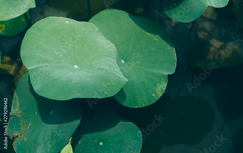 Lotus leaf in the lake; Nature background textures