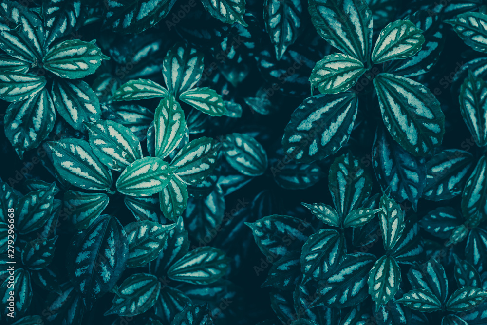 Green Leaves Pattern; Natural Background Green Leaves Pattern; Natural Background