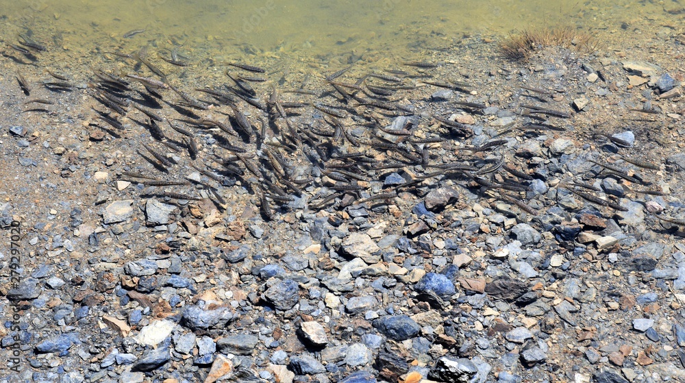 petits poissons au pizol petits poissons au pizol