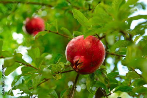 Ripe pomegranate fruit is growing in Mediterranean garden. Tree branch with fresh pomegranate