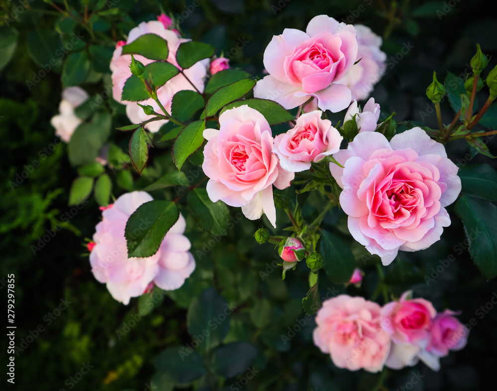 Beautiful pink roses Bonica in the garden. Perfect for background of greeting cards for birthday, Valentine's Day and Mother's Day Beautiful pink roses Bonica in the garden. Perfect for background of greeting cards for birthday, Valentine's Day and Mother's Day