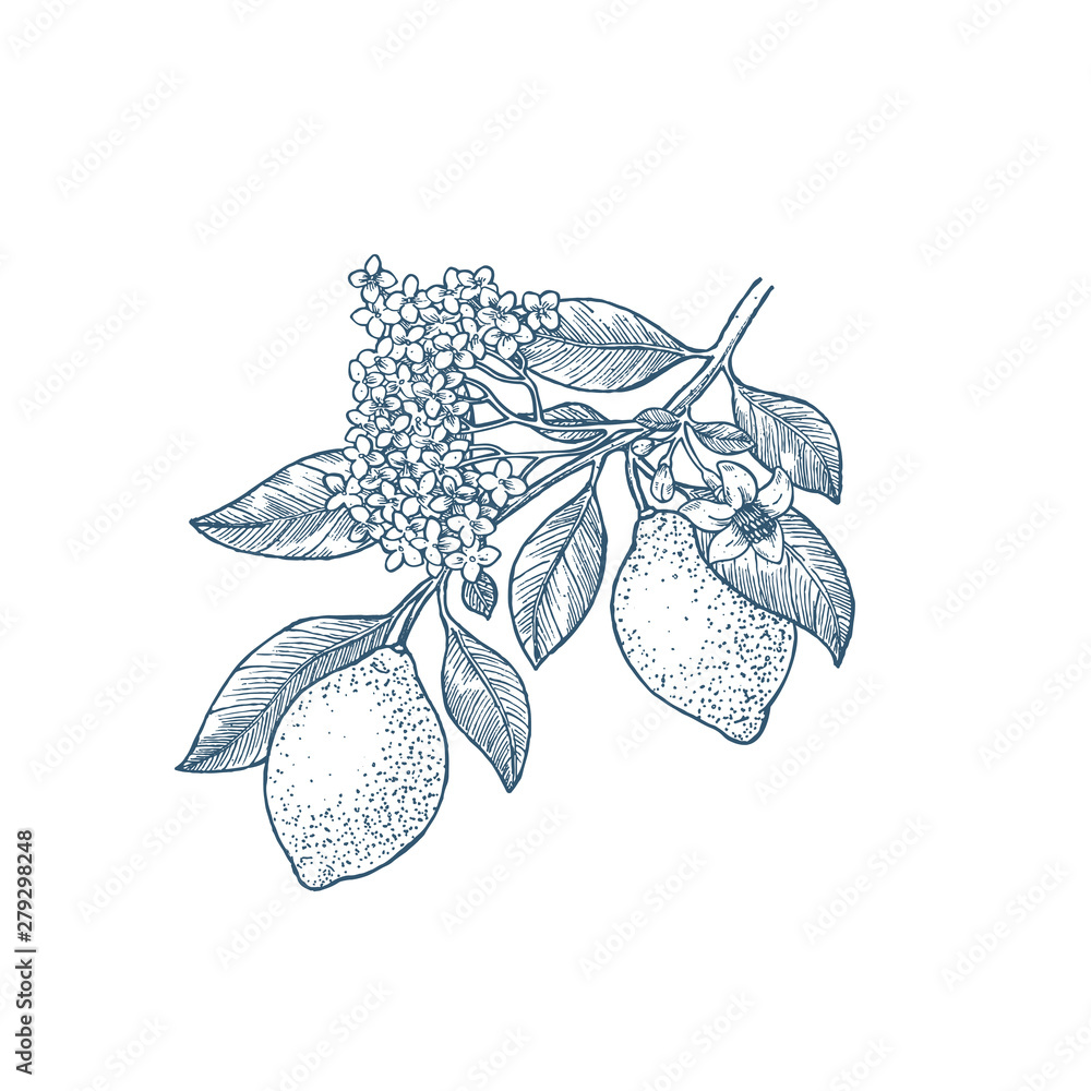 © Maria - Lemon branch botanical illustration. Engraved style. Vector illustration