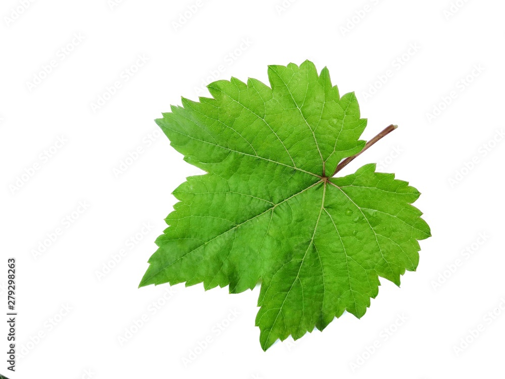 Grape leaves on a white background Grape leaves on a white background