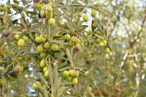 Branch with fresh ripe olives. Mediterranean olive trees garden ready for harvest.