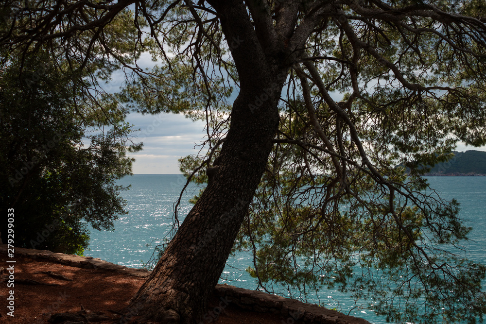 pine tree on the shore of the adriatic sea, Montenegro
