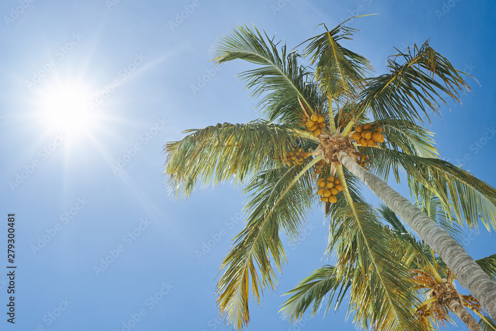 palm trees against blue sky palm trees against blue sky