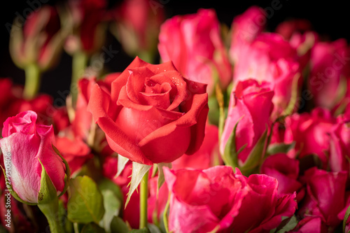 Close up of red rose bouquet in the vase