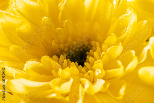 close up of yellow chrysanthemum flower