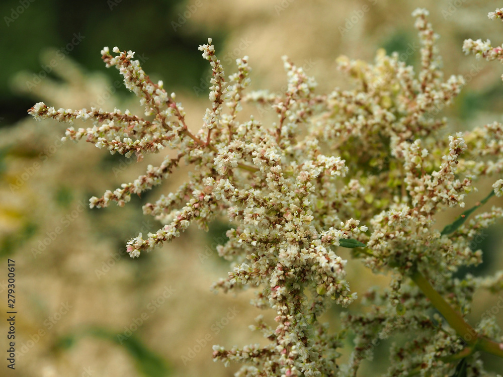 Blüten des Bergknöterich, Aconogonon spec. Blüten des Bergknöterich, Aconogonon spec.