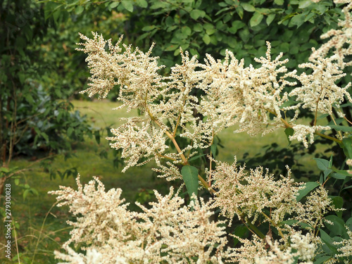 Blüten des Bergknöterichs ziehen Fliegen an, die dort Nektar saugen