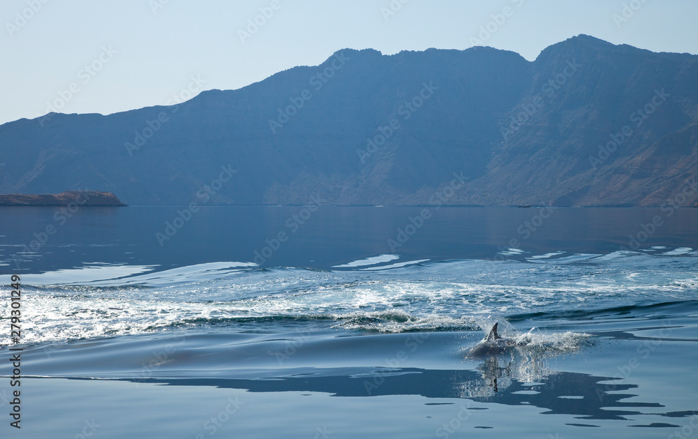 Delfín mular, Península de Musandam, Oman, Golfo Pérsico