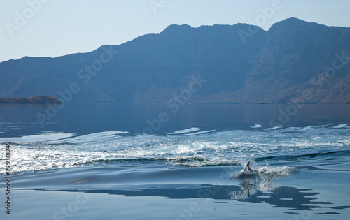 Delfín mular, Península de Musandam, Oman, Golfo Pérsico