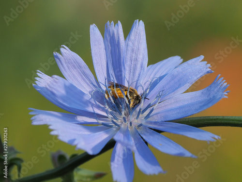 Hosenbiene, Dasypoda hirtipes, sammelt Nektar in Zichorienblüte photo