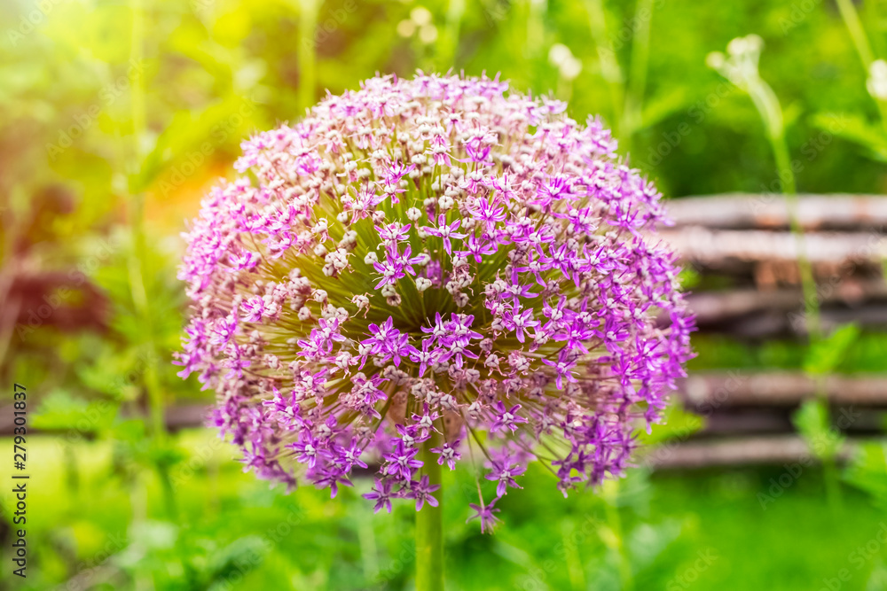 Obraz premium Allium blooming. Ball of blossoming allium flowers. Beautiful alliums for gardening theme. Violet bloom gorgeous flower. close up