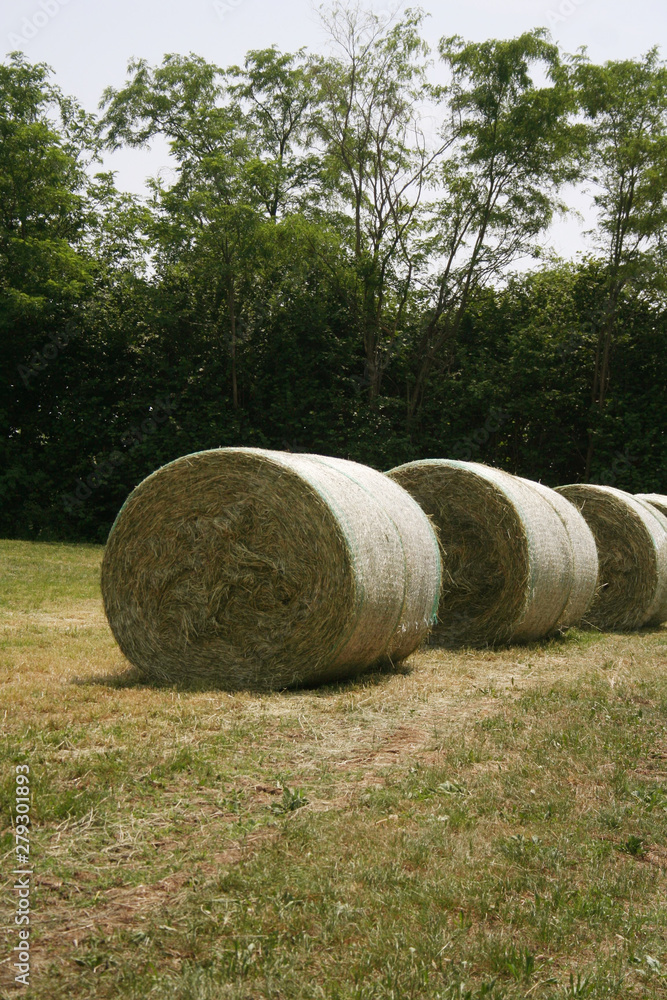 Dry hay bales on harvested meadow in summer. Agricultural field on a sunny day Dry hay bales on harvested meadow in summer. Agricultural field on a sunny day
