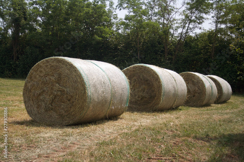 Dry hay bales on harvested meadow in summer. Agricultural field on a sunny day