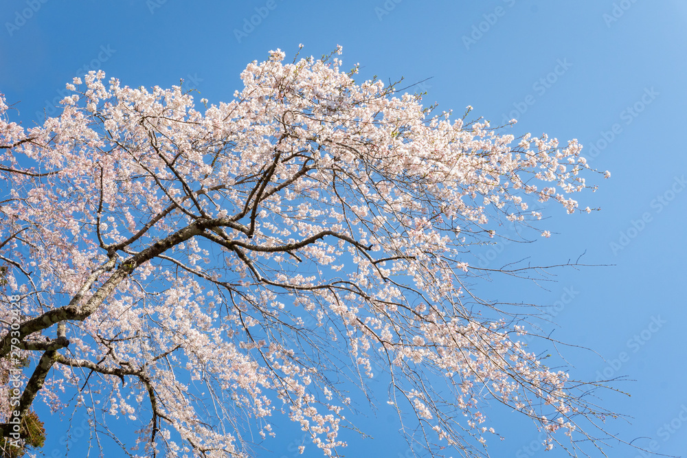 Beautiful pink cherry blossoms against the clear blue sky on the Kumano Kodo trail.