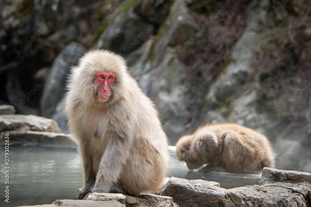 Mother Japanese Macaque monkey and her baby playing by the hot spring in the Jigokudani (means Hell Valley) snow monkey park in Nagano Japan Mother Japanese Macaque monkey and her baby playing by the hot spring in the Jigokudani (means Hell Valley) snow monkey park in Nagano Japan