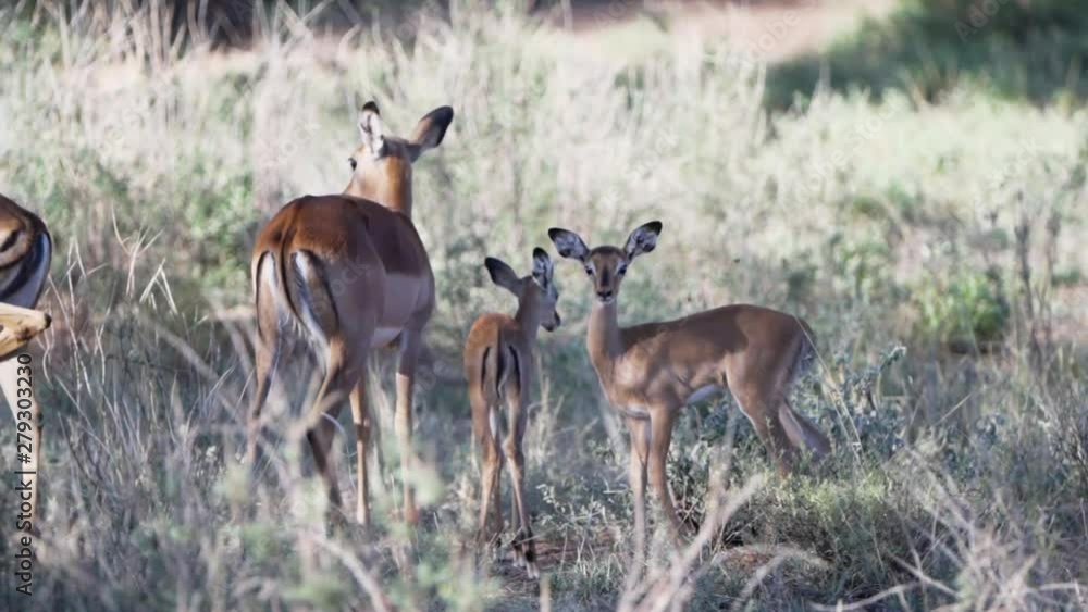 Baby Impalas playfully walk in grasslands of Buffalo Springs, Kenya. Protected by mother and herd Baby Impalas playfully walk in grasslands of Buffalo Springs, Kenya. Protected by mother and herd