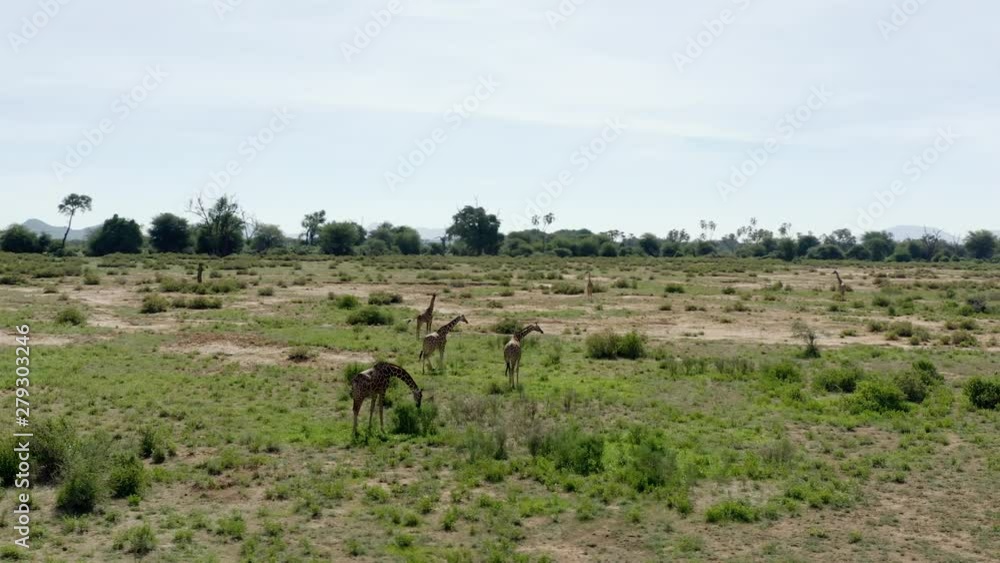 Giraffe reaching down to eat leaves in dry landscape of Kenya, wide pan shot Giraffe reaching down to eat leaves in dry landscape of Kenya, wide pan shot