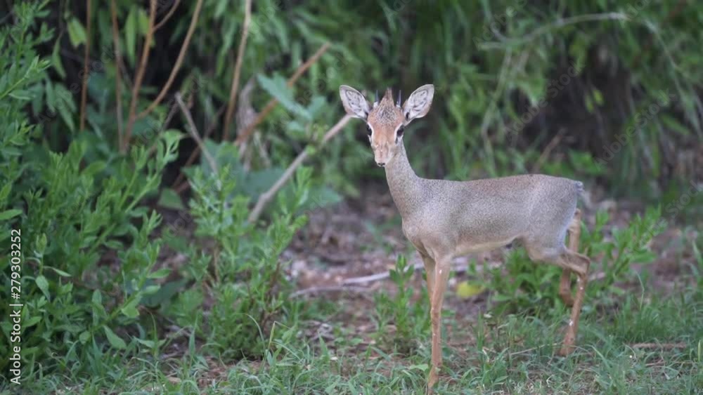 Dik Dik antelope walks through Buffalo Springs, Kenya National park Dik Dik antelope walks through Buffalo Springs, Kenya National park