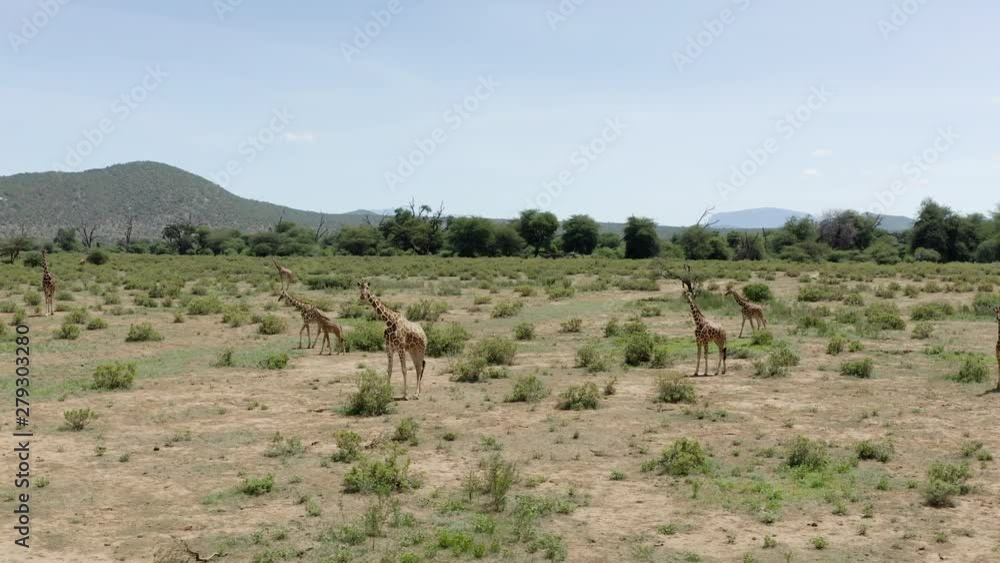Giraffe herd in Kenya, orbit shot around wild animals as they walk towards frame