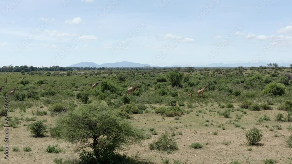 Family of Giraffe graze on open landscape of Buffalo Springs Reserve, Kenya. Forward push shot Family of Giraffe graze on open landscape of Buffalo Springs Reserve, Kenya. Forward push shot