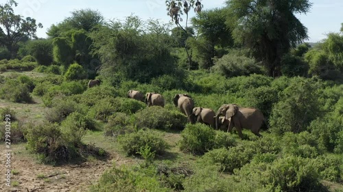 Herd of Elephants walk through the trees in Kenya national reserve, Aerial view
