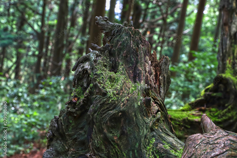 Obraz premium 【山形県 日本の観光名所】幻想の森 ウラ杉