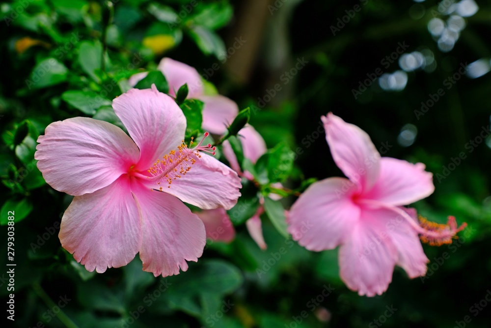 Fototapeta premium Beautiful blooming Dainty Pink Hibiscus (Hibiscus rosa-sinensis) flowers.