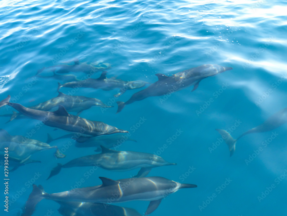 Fototapeta premium Delfine schwimmen im Indischen Ozean vor den Malediven