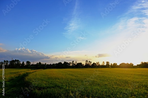 Rice field turning yellow with warm afternoon sunlight and blue sky as background.