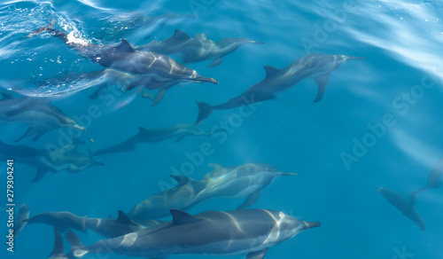 Delfine schwimmen im Indischen Ozean vor den Malediven