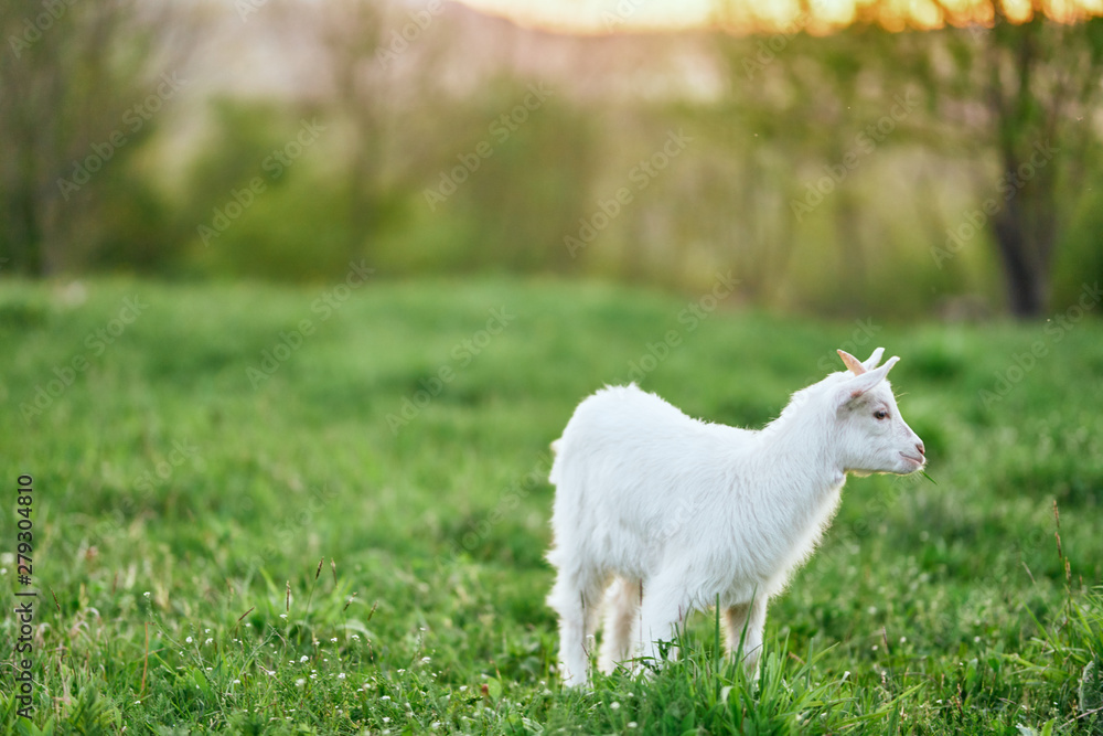Obraz premium goat on a meadow