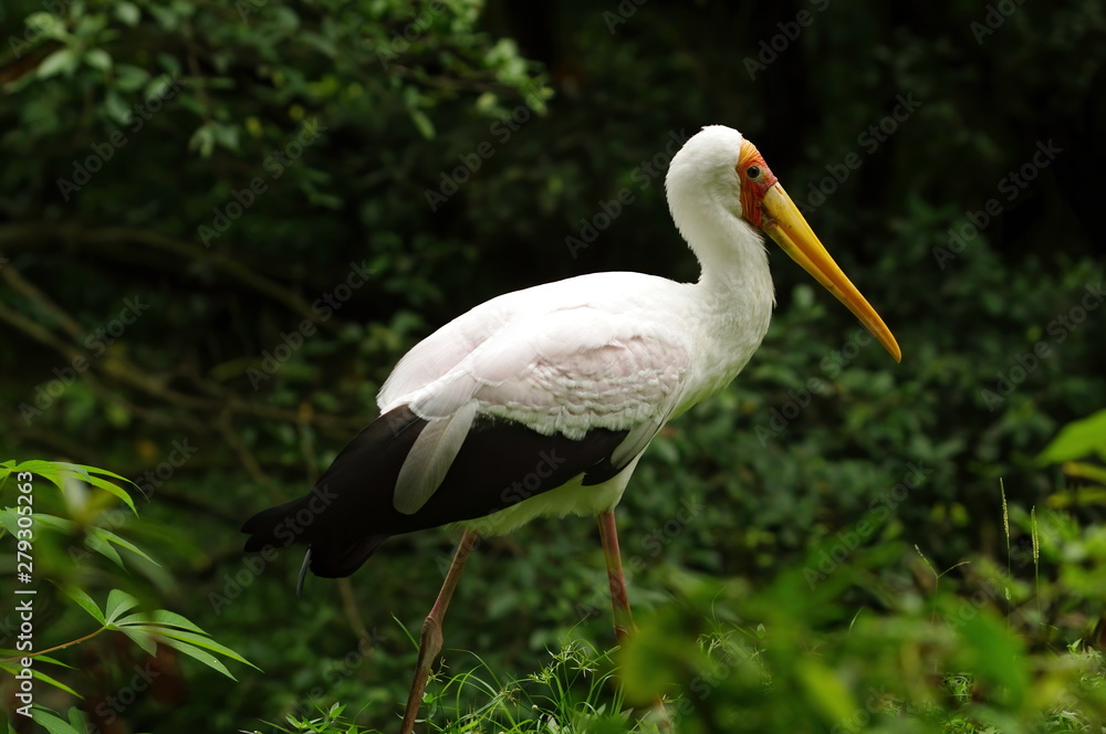 Yellow-billed stork: the yellow-red ridge. Portrait of bird in the nature habitat. Macro shot. in its natural habitat Yellow-billed stork: the yellow-red ridge. Portrait of bird in the nature habitat. Macro shot. in its natural habitat