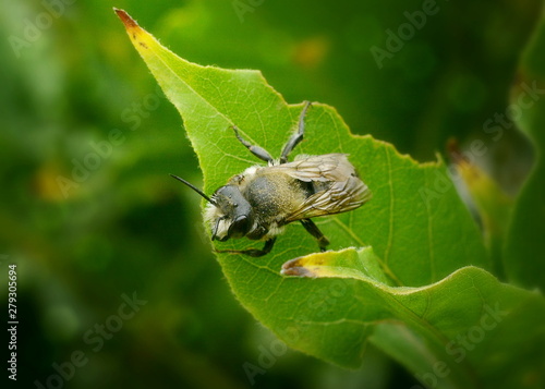  Grey bee sitting on a green leaf on a blurred green background