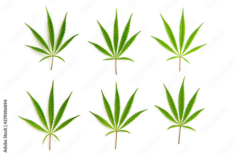 Obraz premium Marijuana cannabis leaves