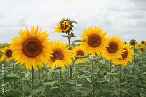 Sunflower field. Beautiful evening view of the cloudy horizon. Scenic countryside view