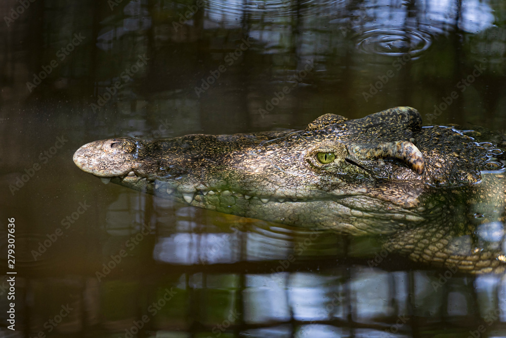 Close-up of crocodile head floating in water.