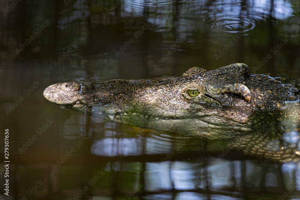 Close-up of crocodile head floating in water. Close-up of crocodile head floating in water.