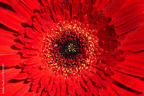 Blooming flower head of gerbera close up abstract background.