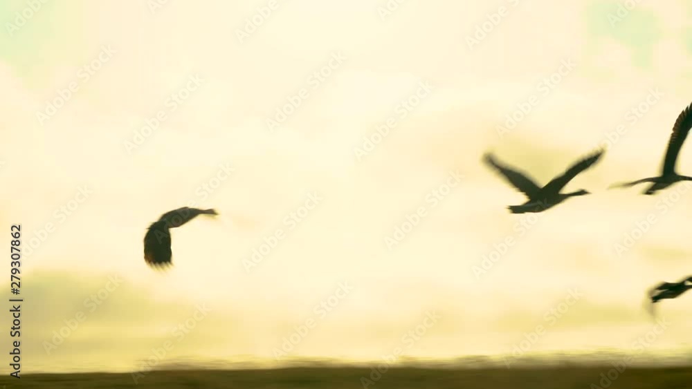 Four silhouetted Canada geese lined up on a grassy hill, then gracefully taking off and flying away into the sunset Four silhouetted Canada geese lined up on a grassy hill, then gracefully taking off and flying away into the sunset