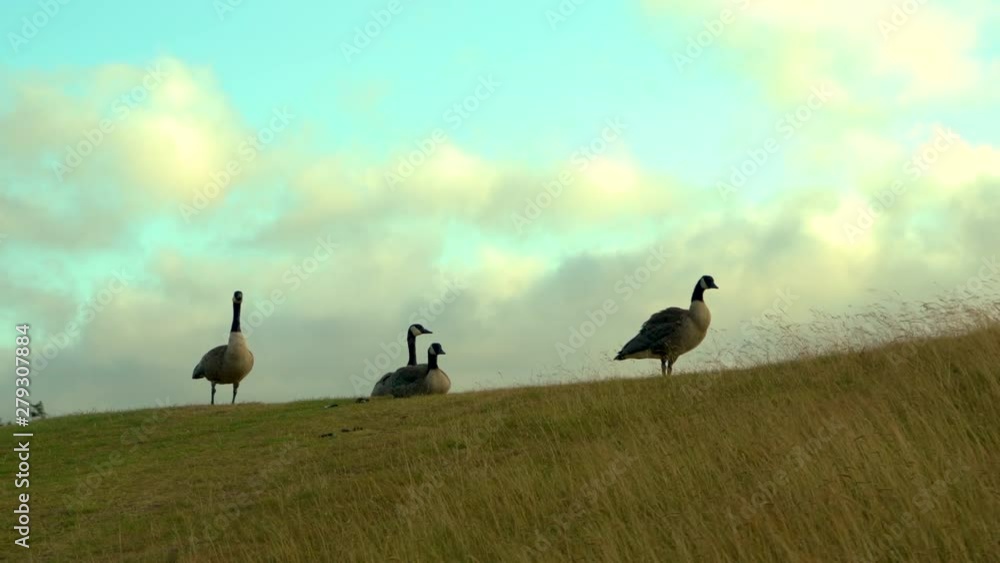 Four Canadian geese together on a grassy hill, beautiful moving clouds background Four Canadian geese together on a grassy hill, beautiful moving clouds background