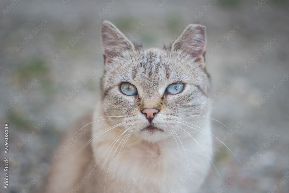 portrait of a cute siamese mix cat with pretty blue eyes portrait of a cute siamese mix cat with pretty blue eyes