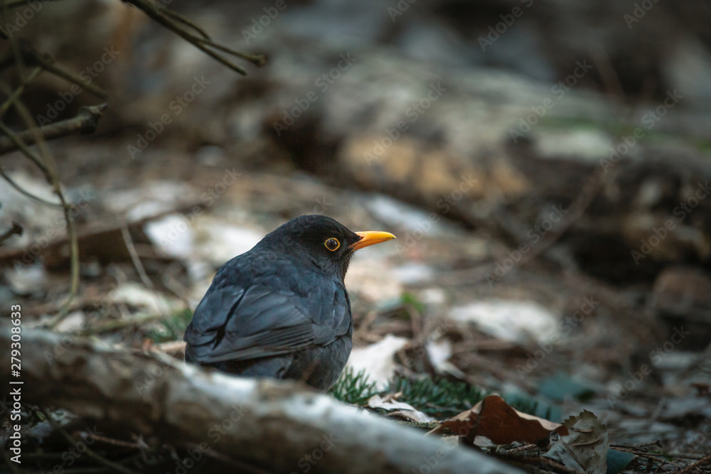 The common blackbThe commoird (Turdus merula) is a species of true thrush. It is also called Eurasian blackbird (especially in North America, to distinguish it from the unrelated New World blackbirds) The common blackbThe commoird (Turdus merula) is a species of true thrush. It is also called Eurasian blackbird (especially in North America, to distinguish it from the unrelated New World blackbirds)