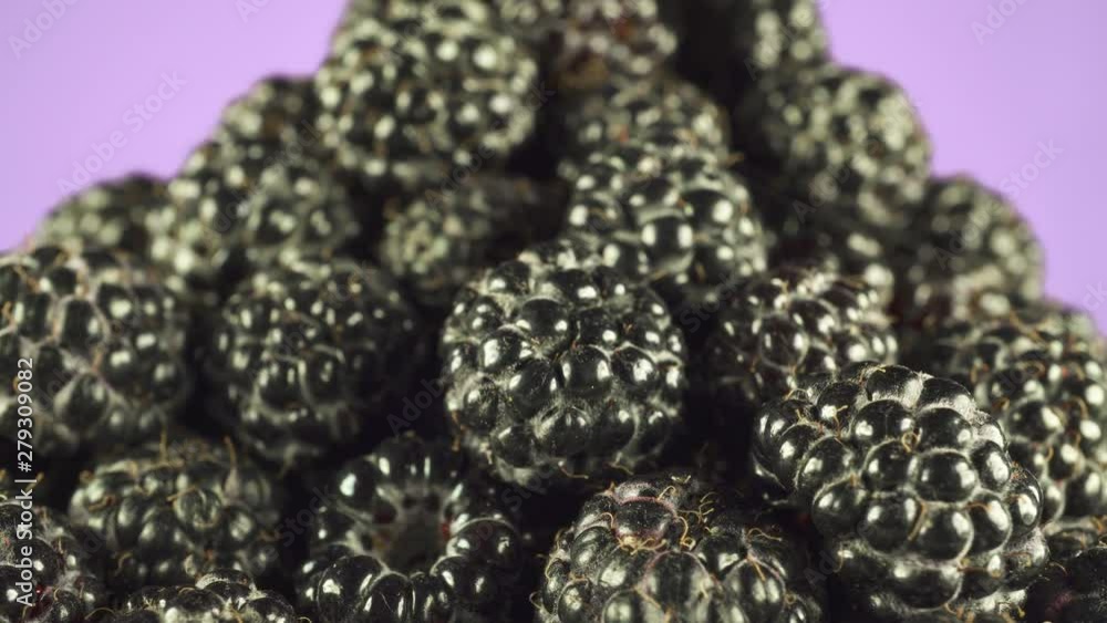 BlackBerry close-up rotate in front of the camera. Purple isolated background. BlackBerry close-up rotate in front of the camera. Purple isolated background.