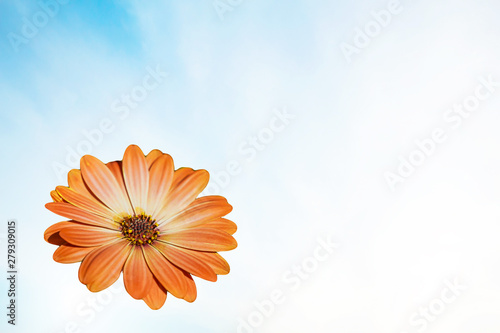 Orange daisies  bellis  perennis  buds bloom in orange in the garden  it is a native in the southeast known as a close-up  bright sky background.
